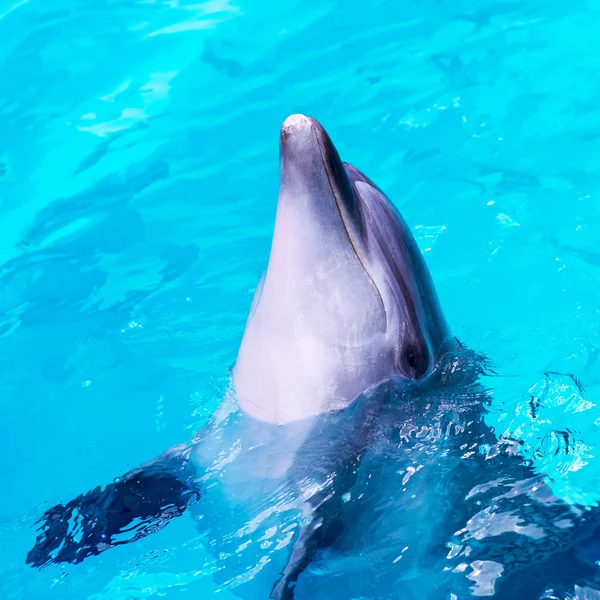 Dolphins swim in the pool close-up — Stock Photo, Image