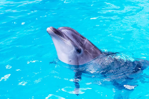 Delfiner simma i poolen närbild — Stockfoto