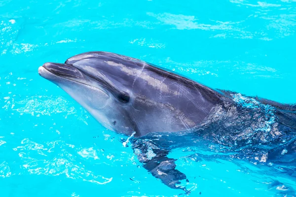 Delfines nadan en la piscina de cerca — Foto de Stock