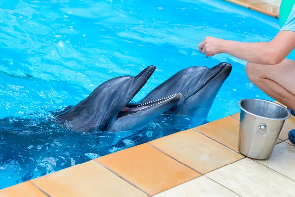 Fragment of the human hand feeding dolphins in a pool — Stock Photo, Image