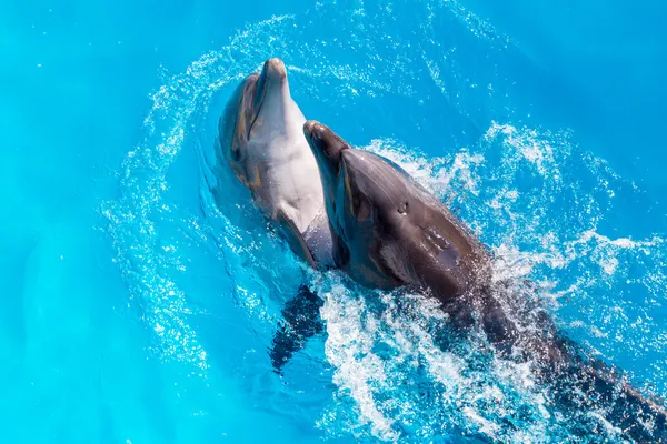 Delfines nadando en el agua azul clara de la piscina — Foto de Stock