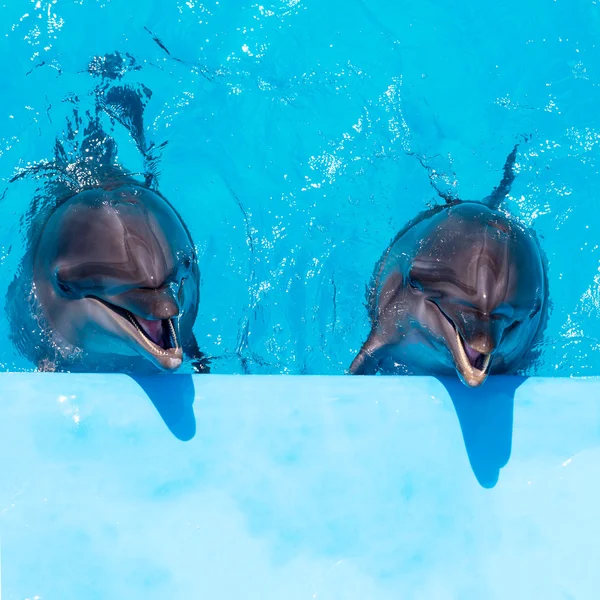 Dos delfines nadan en la piscina — Foto de Stock