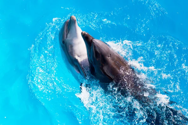 海豚的游泳在游泳池特写 — 图库照片