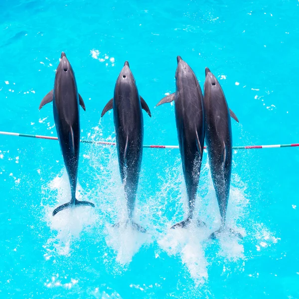 Yunuslar havuzu closeup açık mavi sudan dışarı atlamak — Stok fotoğraf