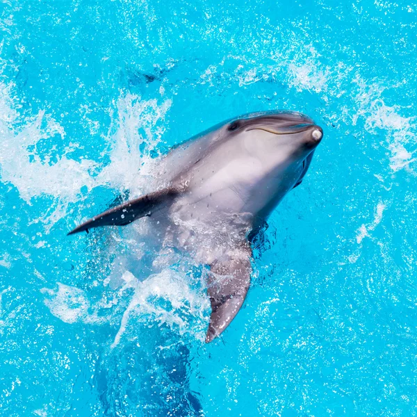 Дельфины плавают в бассейне — стоковое фото