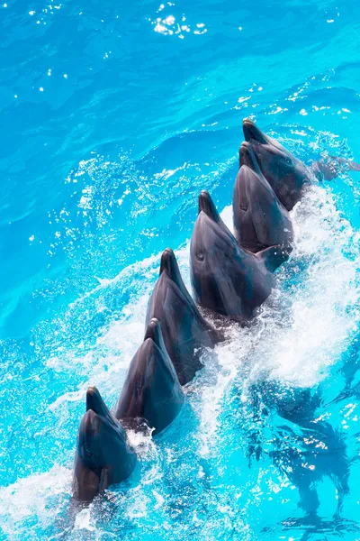 Skupina delfínů, koupání v jasné modré vodě bazénu c — Stock fotografie