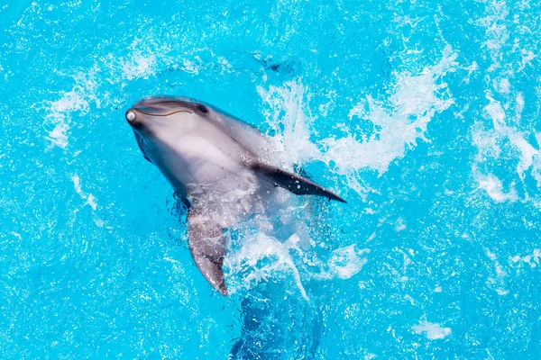 Delfiner svømmer i bassenget – stockfoto