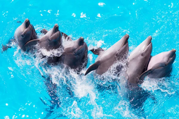 Grupo de delfines nadando en el agua azul clara de la piscina c — Foto de Stock