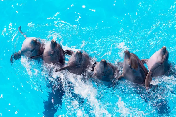 Grupo de delfines nadando en el agua azul clara de la piscina c — Foto de Stock