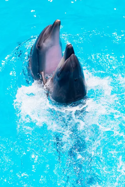 Dos delfines nadan en la piscina — Foto de Stock