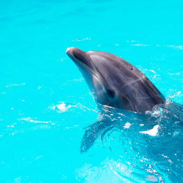 Delfines nadan en la piscina de cerca — Foto de Stock