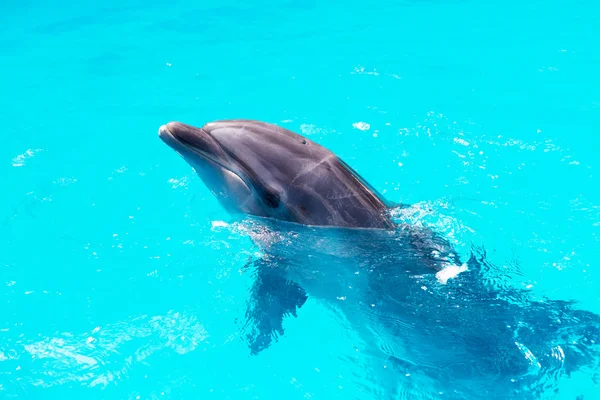 Dolphins swim in the pool close-up — Stock Photo, Image