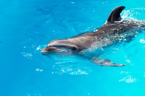 Дельфины плавают в бассейне крупным планом — стоковое фото