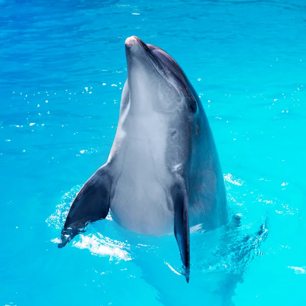 Dolphins swim in the pool close-up — Stock Photo, Image