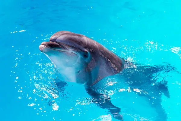 Дельфины плавают в бассейне крупным планом — стоковое фото