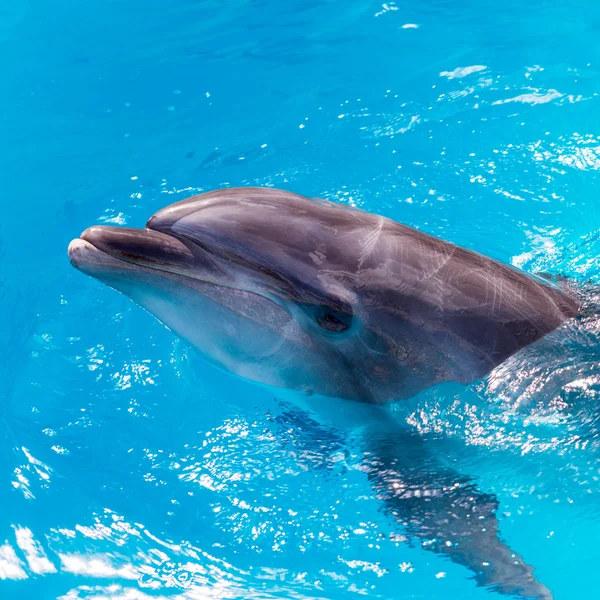 Delfiner simma i poolen närbild — Stockfoto
