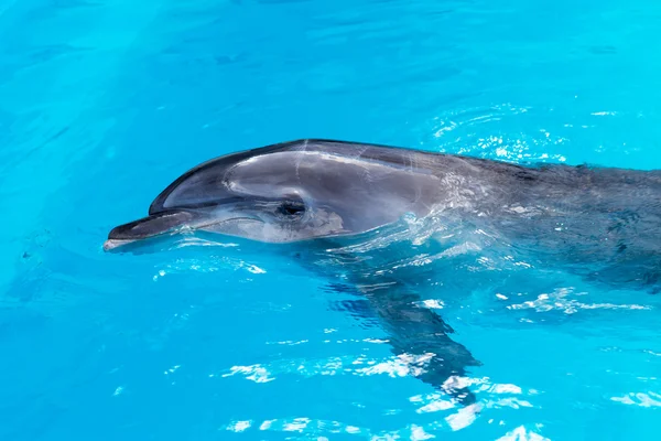 Delfini nuotare in piscina primo piano — Foto Stock