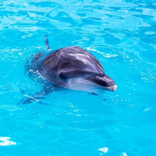 Delfini nuotare in piscina primo piano — Foto Stock