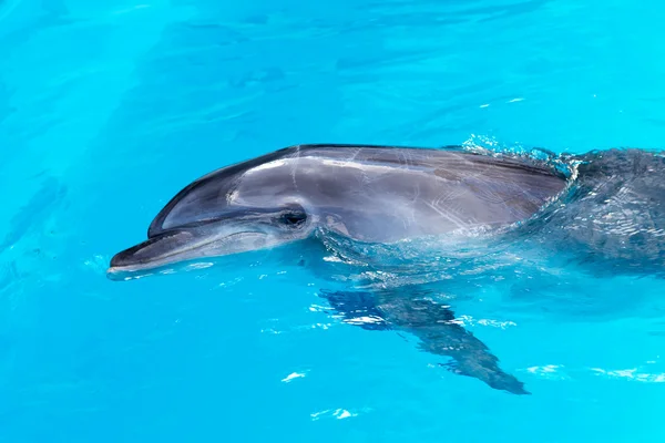 Delfini nuotare in piscina primo piano — Foto Stock