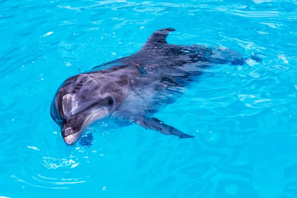Delfiner simma i poolen närbild — Stockfoto