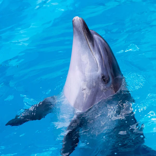 Delfini nuotare in piscina primo piano — Foto Stock