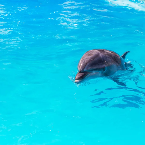 Delfini nuotare in piscina primo piano — Foto Stock