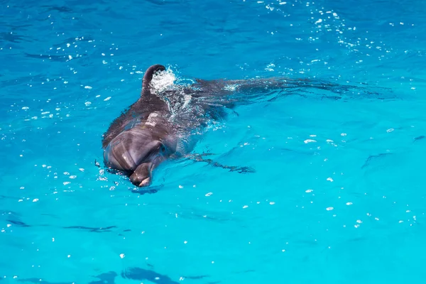 Dolphins swim in the pool close-up — Stock Photo, Image