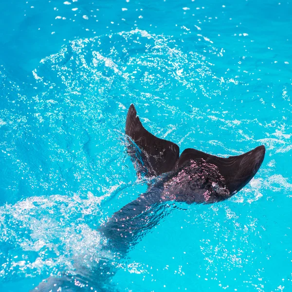 Большие хвостовые плавники крупные пикирование дельфинов млекопитающих в поверхности моря — стоковое фото