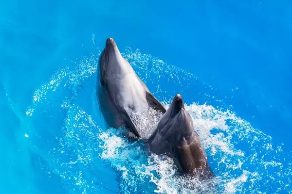 Τα δελφίνια κολυμπούν στο κοντινό πλάνο πισίνα — Φωτογραφία Αρχείου