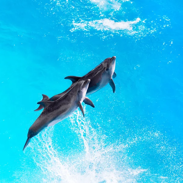 Los delfines saltan del agua azul clara del primer plano de la piscina — Foto de Stock