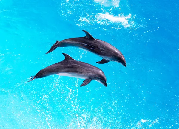 Los delfines saltan del agua azul clara del primer plano de la piscina — Foto de Stock