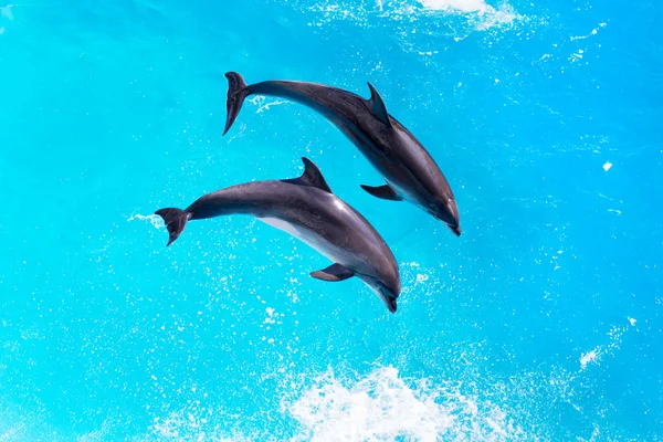 Los delfines saltan del agua azul clara del primer plano de la piscina — Foto de Stock