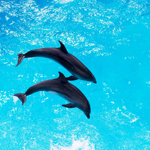 Dos delfines nadan en la piscina — Foto de Stock