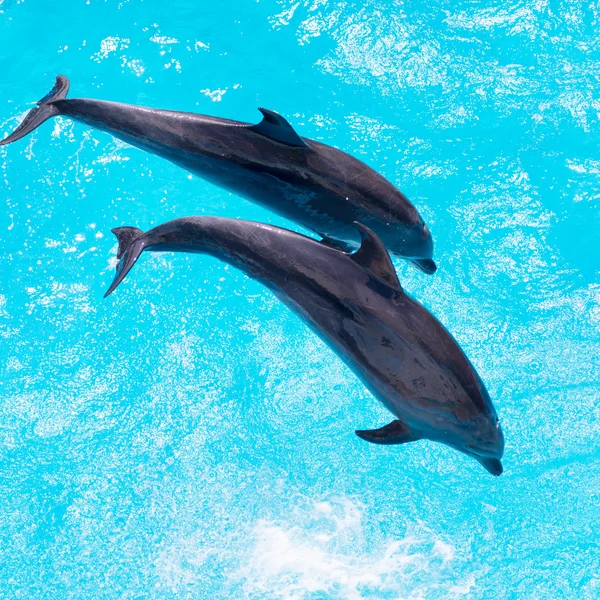 To delfiner svømmer i bassenget. – stockfoto