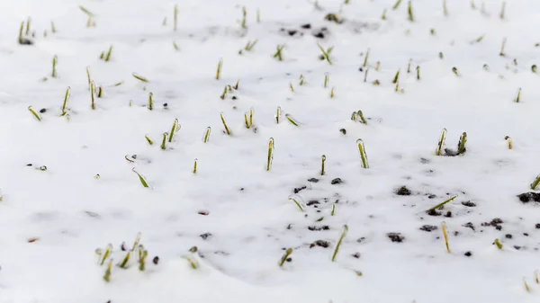冬小麦在霜冻期间被冰覆盖 有选择的焦点 在寒冷中收获 种植粮食作物作面包 利用农作物进行耕作的过程 冬天麦田上覆盖着雪 — 图库照片