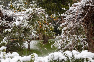 Türkiye 'de bulutlu, kasvetli bir gün ve yoğun kar yağışı var. Karla kaplı narenciye ağaçları. Kar yağışında mandalina, portakal ve limonların parlak meyveleri