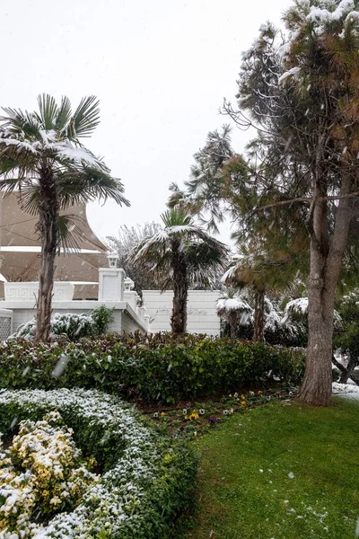 Heavy Snowfall Mediterranean Coast Antalya Turkey Palms Ficuses Green Plants — Stock Photo, Image