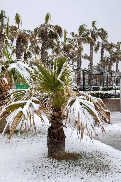 Pesanti Nevicate Sulla Costa Mediterranea Antalya Turchia Palme Ficus Piante — Foto Stock