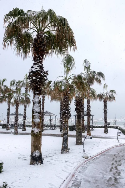 Heavy Snowfall Mediterranean Coast Antalya Turkey Palms Ficuses Green Plants — Stock Photo, Image