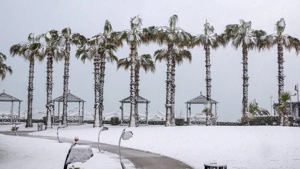 Pesanti Nevicate Sulla Costa Mediterranea Antalya Turchia Palme Ficus Piante — Foto Stock