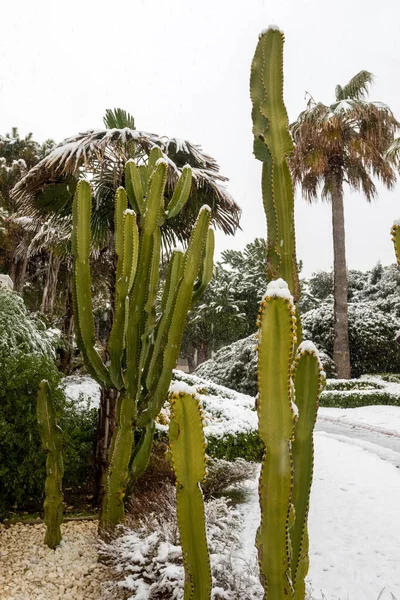 Saguaro cacti covered with snow in Belek. Rare winter snow in Antalya, Turkey.