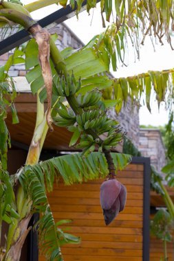 Yeşil dalda büyük muz çiçeği. Tropikal bahçedeki palmiye ağacına yapraklarla birlikte genç muz çiçeği.. 