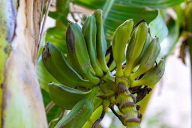 Bahçede bir sürü yeşil muz. Ağaçta yeşil muz. Muz ağaçları. Yakın çekim yeşil muz.