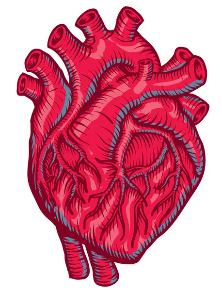 Herz — Stockvektor