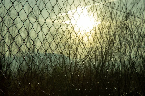 Sol Algumas Fábricas Atrás Uma Cerca — Fotografia de Stock