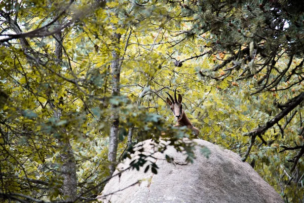 森の中のいくつかの枝の中の大きな岩の上に鹿ボストスカタルーニャのアラン動物公園 ストック写真