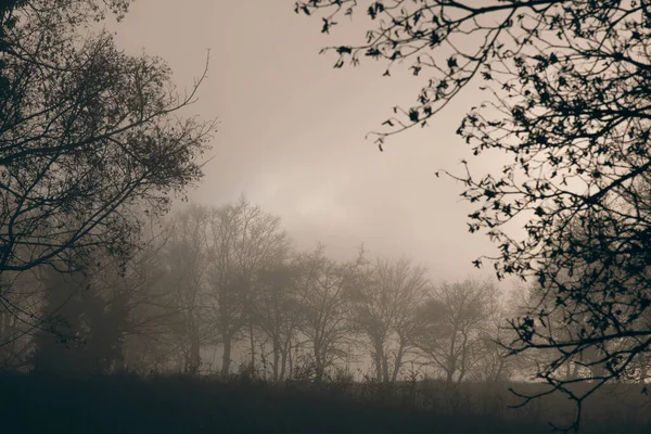 Einige Bäume Nebel Wald — Stockfoto