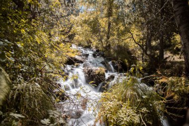 Ormandaki bazı ağaçların ve bitkilerin arasında şelale
