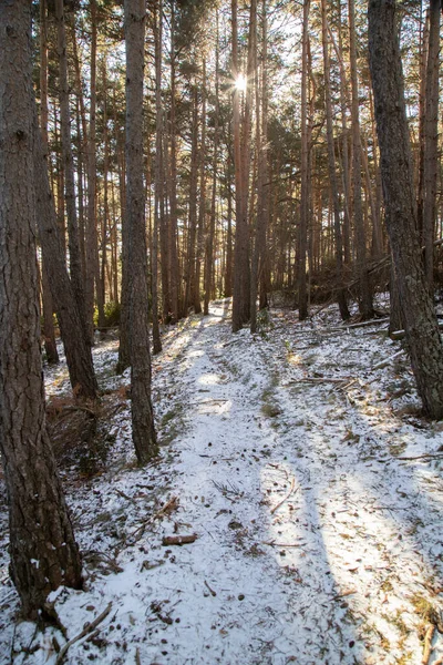 Weg Tussen Bomen Een Besneeuwde Berg Baga Catalonië — Stockfoto