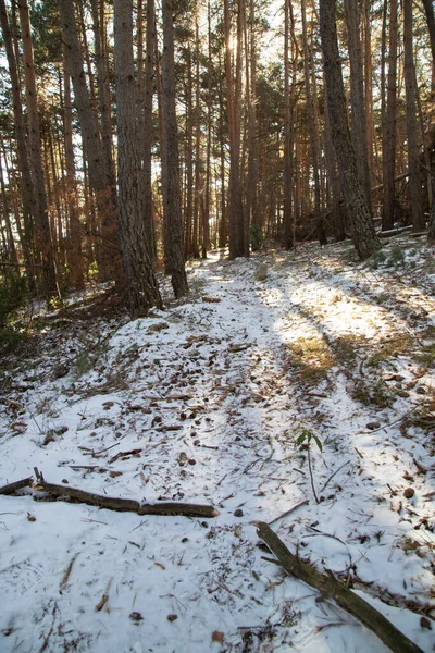 Sneeuwpad Tussen Bomen — Stockfoto